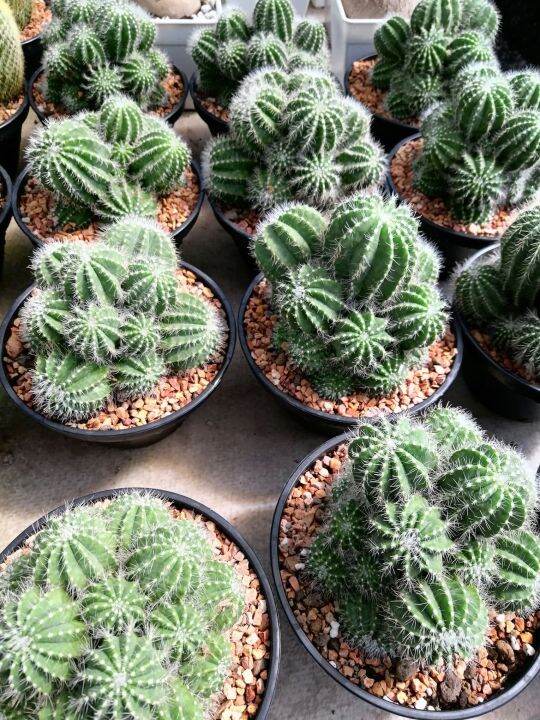 cactus-มะเฟือง-1-หน่อ-โตไปจะเป็นกอสวย-ใหญ่-ส่งต้นพร้อมกระถาง