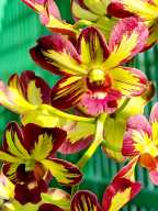 Sao chépGiá hủy diệt denro chớp vàng đỏ hoa cực đẹp siêng hoa hàng cây thumbnail