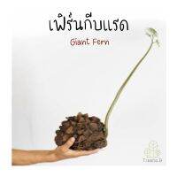 ( Pro+++ ) สุดคุ้ม T6เฟิร์นกีบแรด Giant Fern, King Fern เฟินดิน ชอบร่มเงา และต้องการความชื้นในอากาศสูง KOD COOL!! ราคาคุ้มค่า พรรณ ไม้ น้ำ พรรณ ไม้ ทุก ชนิด พรรณ ไม้ น้ำ สวยงาม พรรณ ไม้ มงคล