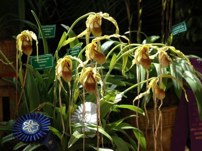 20 เมล็ดพันธุ์ Bonsai เมล็ดกล้วยไม้ กล้วยไม้ กล้วยไม้เอื้อง (Phragmipedium Orchids) Orchid flower Seed อัตราการงอกของเมล็ด 80-85%