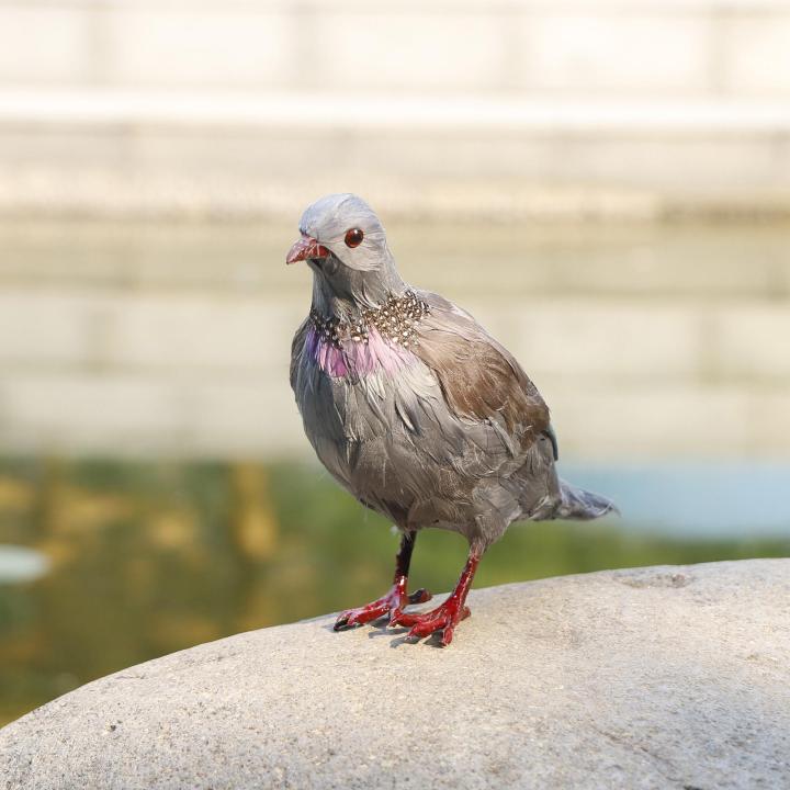 ขนนกเทียมรูปนกพิราบขนยาวเป็นรูปสัตว์-taxidermy