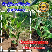 ต้นเฮลิโคเนีย (Heliconia) ต้นพันธุ์เฮลิโคเนีย จำหน่ายยกกระถางพร้อมขยายหน่อ  มีประกันระหว่างขนส่ง พร้อมจัดส่ง(จำกัด1กล่อง/1กระถาง)