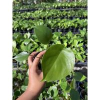 ( Pro+++ ) คุ้มค่า มอนสเตอร่าไจแอนท์ไม้เพาะเมล็ด#Monstera ราคาดี พรรณ ไม้ น้ำ พรรณ ไม้ ทุก ชนิด พรรณ ไม้ น้ำ สวยงาม พรรณ ไม้ มงคล