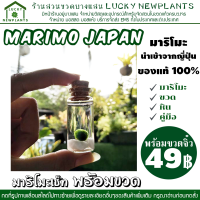 MARIMO มาริโมะ ญี่ปุ่น แท้ 100% เริ่มต้นชุดละ 49 บาท พร้อมขวดโหลจิ๋ว #J