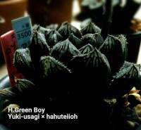 H.Green Boy’Yuki-usagi x hahuteiioh รหัส A110