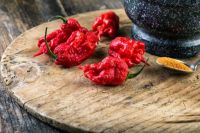 20 เมล็ด เมล็ดพริก สายพันธุ์ CAROLINA REAPER พริกเผ็ดที่สุดในโลก ของแท้ 100% อัตรางอก 70-80% Strawberry seeds มีคู่มือปลูก