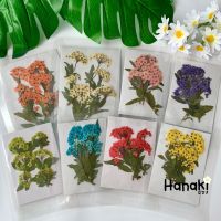 【พร้อมส่ง】ดอกพลัมช่อทับแห้ง Spiraea ดอกไม้จริงทับแห้ง ดอกไม้ทับแห้ง ดอกไม้แห้ง  Pressed Flowers?