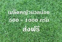 เมล็ดหญ้านวลน้อย 1000 กรัม ราคาพิเศษ Manila Grass ส่งฟรี