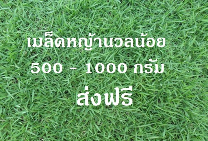เมล็ดหญ้านวลน้อย-1000-กรัม-ราคาพิเศษ-manila-grass-ส่งฟรี