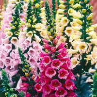 เมล็ดพันธุ์ ดอกฟ๊อกเลิฟ ดิจิทาลิส digitalis purpurea foxglove excelsior 1000 เมล็ด เมล็ดพันธุ์นำเข้าจาก อังกฤษ Garden Seeds