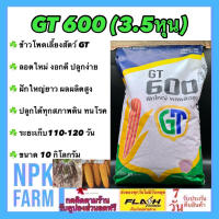 ข้าวโพดเลี้ยงสัตว์ จีที GT 600 เม็ดกลมกลาง 3.5หุน ขนาด 10 กิโลกรัม ลอตใหม่ ราก ลำต้นแข็งแรง ฝักใหญ่ยาว ผลผลิตสูง ทนโรค ปลูกได้ทุกสภาพดิน