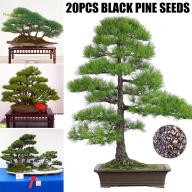20 Hạt Giống Hạt Giống Cây Cảnh Trồng Cây Thông Đen Nhật Bản Pinus Thunbergii, Để Xem Vườn Nhà Trong Nhà thumbnail