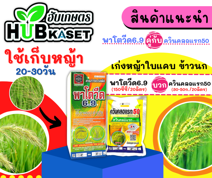 พาโตวีด6-9-1ลิตร-ฟีโนซาพรอป-พี-เอทิล-กำจัดวัชพืชประเภทใบแคบ-เช่น-หญ้าขาวนก-และหญ้าดอกขาว