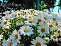 เมล็ดดอกไม้เบญจมาศ OY EYE DAISY DWARF - 400 เมล็ด