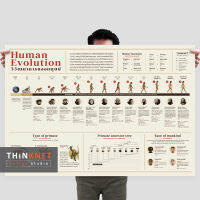 โปสเตอร์วิวัฒนาการของมนุษย์ Human Evolution