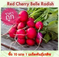 เมล็ดพันธุ์ แรดิช Red Cherry Belle Radish (10 แถม 1) ตราสี่ทิศ แรดิส สินค้าผลิตใหม่