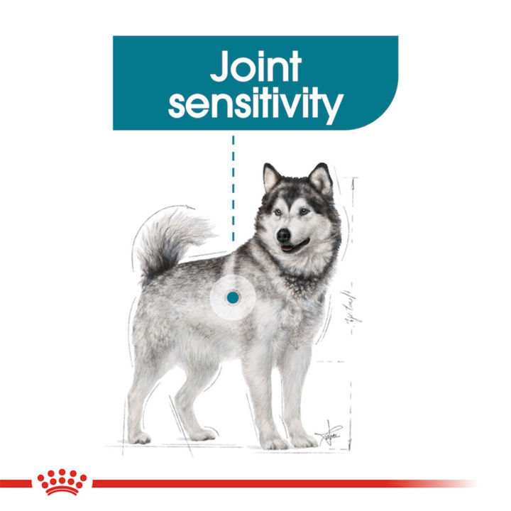 10kg-royal-canin-maxi-joint-care-รอยัล-คานิน-อาหารสุนัข-สูตรบำรุงข้อต่อ-สำหรับสุนัขพันธุ์ใหญ่