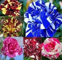 30 เมล็ด เมล็ดพันธุ์ Seeds  กุหลาบ สตาร์แอนด์สไตร้พส์ Tiger Striped Rose Seeds สี ขาว-ฟ้า ดอกใหญ่ นำเข้าจากต่างประเทศ พร้อมคู่มือ เมล็ดสด ใหม่