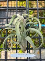 Tillandsia ‘Curly Slim’