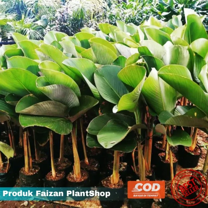 Tanaman Hias Pisang Calathea Luthea Tanaman Pisang Pisangan Pohon