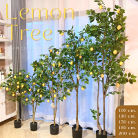 [100,180พร้อมส่ง/ไซส์อื่นพรี14วันค่ะ]??LEMON TREE (ต้นเลม่อน) ต้นประดิษฐ์งานเหมือนจริง มินิมอลสุดๆ แต่งบ้านสวยมากค่ะ