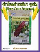 เมล็ดพันธุ์ ข้าวโพด ข้าวเหนียว ซูพรีม waxy corn supreme ต้นโตเร็ว ปลูกง่าย ดูแลน้อย ต้นแข็งแรง ผลผลิตสูง ทนโรค