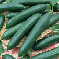 เมล็ดพันธุ์ แตงกวาเทนเดอร์กรีน (Tender Green Cucumber Seed) บรรจุ 25 เมล็ด คุณภาพดี ราคาถูก ของแท้ 100%