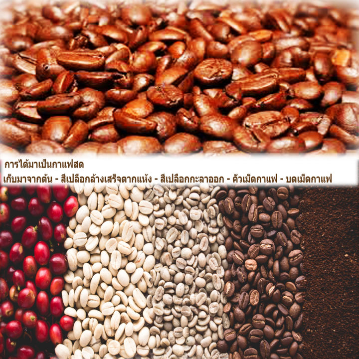 กาแฟคั่วอ่างขาง-อาราบีก้า100-เมล็ดกาแฟคั่ว-roasted-coffee-organic-arabica100-กาแฟคั่วสดเข้ม-250g-กาแฟปลอดสารเชียงใหม่ดอยอ่างขาง