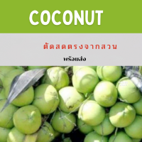 ?มะพร้าวสด ตรงปก สดจากสวน?หอมหวาน5ลูก800กรัม เฉาะทานได้เลย?สดตรงจากสวน พร้อมส่ง แนะนำ หวาน หอม สด?