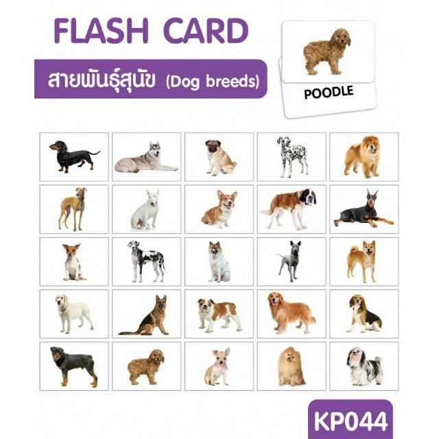 gift-เกมฝึกสมอง-เสริมสร้าง-flash-card-dog-breeds-แฟลชการ์ดสายพันธุ์สุนัข-kp044-เหมาะเป็นของฝากของขวัญได้-gift-kids-toy