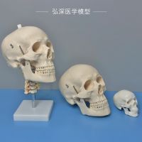Model of human skull head bones with cervical artery anatomic colored skulls detachable activity teaching