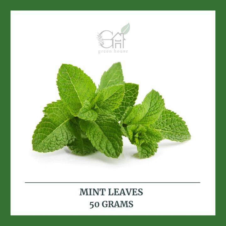 Fresh Mint Leaves (50 grams) | Herbs and Spices | Cooking | Lazada PH