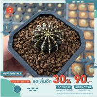 ( Pro+++ ) สุดคุ้ม [กรอก DW3YM4 ลด50.-] เพชรGymnocalycium mihanovichii LB2178 ราคาคุ้มค่า พรรณ ไม้ น้ำ พรรณ ไม้ ทุก ชนิด พรรณ ไม้ น้ำ สวยงาม พรรณ ไม้ มงคล