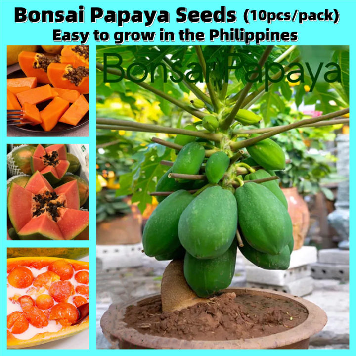[Easy To Grow In The Philippines] 10pcs Red Lady Dwarf Papaya Seeds for Planting Fresh Fruit