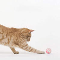 Interactive High Quality Plastic Ball Funny Cat Training Toys Playing Chew Pet Cat Supply