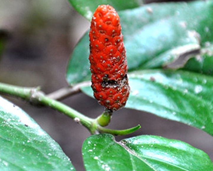 ขายส่ง-500-กรัม-สมุนไพรดีปลีอบแห้ง-long-pepper-ชื่ออื่นว่า-ดีปลีเชือก-ประดงข้อ-พิษพญาไฟ-ผักพื้นบ้านภาคใต้-ออร์แกนิค-สมุนไพรพื้นบ้าน