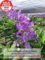 กล้วยไม้ม็อคคาร่าใจรักบลู ติดดอก สีม่วงอ่อน (Flowering Mokara Jairak Blue Orchid Plant)