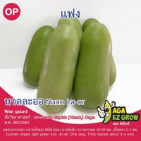 เมล็ดพันธุ์ แฟงนวลละออ บรรจุ 1 กรัม [โปรโมชั่น ซื้อ10แถม1 คละได้]