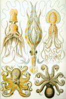 ฟิล์มศิลปะสิ่งมีชีวิตปลาหมึกทะเล Ernst Haeckel Gamochonia ของตกแต่งผนังบ้านโปสเตอร์ผ้าไหมพิมพ์ลาย24X36นิ้ว0726