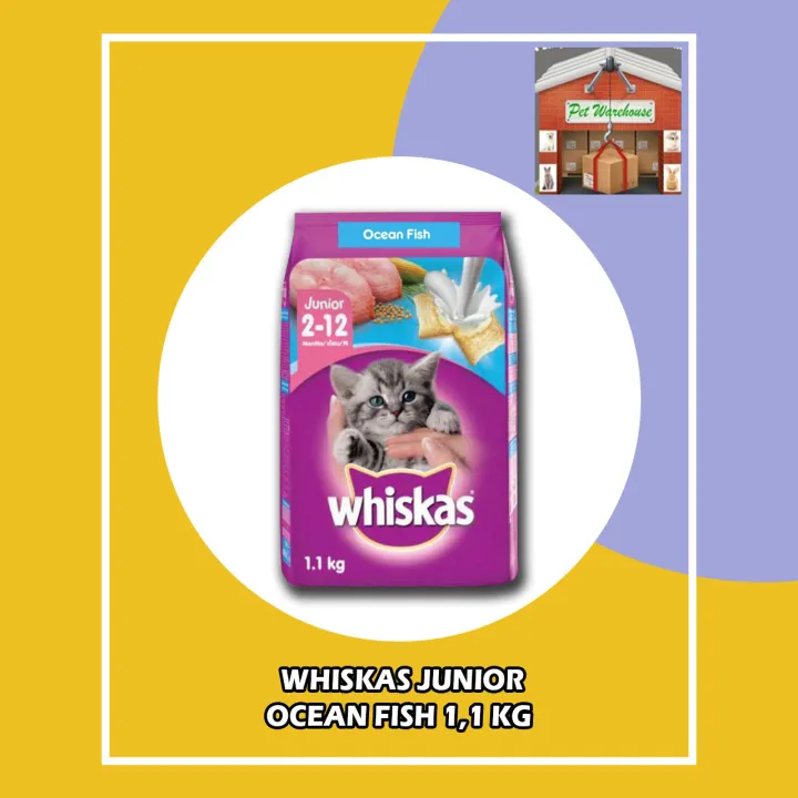 Whiskas Junior Ocean Fish 1.1kg Lazada Indonesia