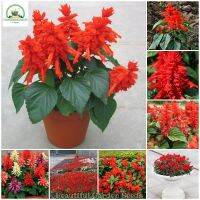 ดอกซัลเวียช่อโปร่ง สีแดง Salvia Splendens Flower Seeds มล็ดดอกไม้ ไม้ประดับ เมล็ดพันธุ์ ดอกไม้จริง ​ต้นไม้หายาก ต้นบอนไซ ต้นไม้ฟอกอากาศ ของแต่งสวน บอนไซ เมล็ดพันธุ์พืช เมล็ดพันธุ์แท้ 100% ปลูกง่าย ปลูกได้ทั่วไทย (บรรจุ 100 เมล็ด - Seeds for planting)