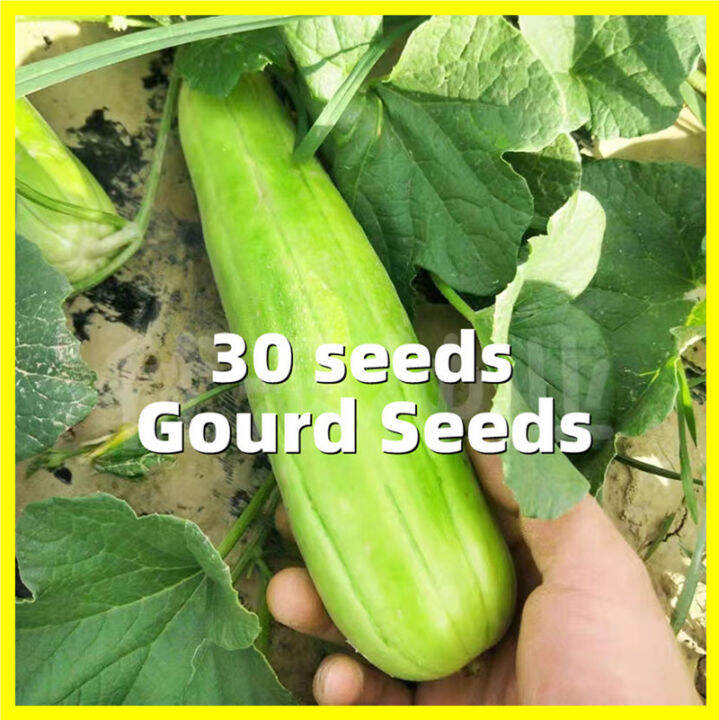 Gourd Seed 30 Seeds High Yielding Variety Gourd Seeds on Sale Organic Vegetables Seeds Easy To