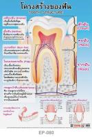 INTOP By OST Plastic Poster โปสเตอร์พลาสติก สื่อการเรียนรู้ Tooth Structure โครงสร้างของฟัน: 50x70 Cm #EP-080