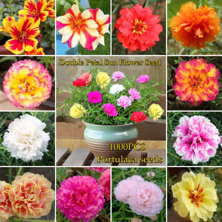 [Fast Grow] Singapore Ready Stock Mix Colour 1000pcs Portulaca Seeds