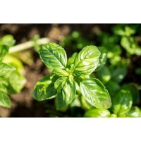 โหระพาอิตาเลี่ยน โหระพาใบใหญ่ เบซิลใบใหญ่ 50-400 เมล็ด Italian Basil เมล็ดพันธุ์ ปลูกง่าย ผลผลิตดี (ซื้อ 10 แถม 1 คละได้)