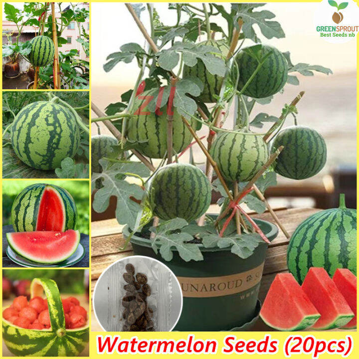 [100 Original Seed] 20 seeds/pack Watermelon Seeds for Planting (Sweet 16 F1) Bonsai Fruit Tree