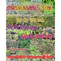 Promotion หน่อแคคตัส 5 แคคตัส เลี้ยงง่ายโตไวมากๆ cactus มีของแถมทุกกล่อง พร้อมส่ง พรรณ ไม้ น้ำ พรรณ ไม้ ทุก ชนิด พรรณ ไม้ น้ำ สวยงาม พรรณ ไม้ มงคล