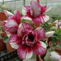 5 เมล็ด เมล็ดพันธุ์ ชวนชม ลูกผสมไฮบริด สายพันธุ์ Purple Bella สีม่วง กุหลาบทะเลทราย Desert Rose Adenium seed ราชินีบอนไซ ปลูกง่ายมาก รีบสะสม