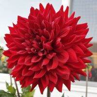 1 หัว /ชุุด เหง้า ต้นรักเร่ Dahlia Bulb สายพันธุ์ Hollyhill Samurai สีแดง หัวรักเร่ ดอกไม้ ดอกรักเร่ รักแรกพบ เฟิร์สเลิฟ ดอกไม้นำเข้า พร้อมให้ดอก