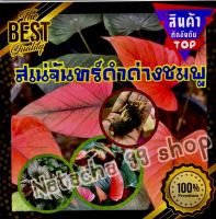 สินค้ามาแรง!!!เสน่ห์จันทร์ดำด่างชมพู ใบด่างสวย แม่พันธุ์ด่าง ด่างชัว100% รับประกัน ??ขายแบบหน่อติดตาโตติดราก?? (1หน่อ/แพ็ค)